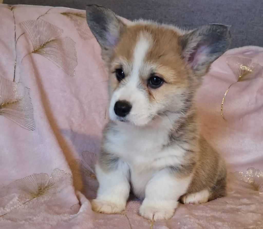 Des Yeux D'Osiris - Chiot disponible  - Welsh Corgi Pembroke