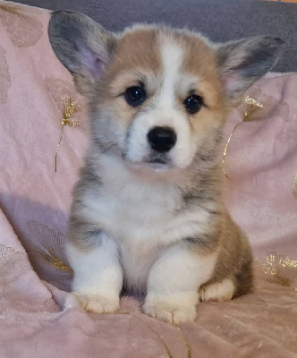 Des Yeux D'Osiris - Welsh Corgi Pembroke - Portée née le 13/10/2024