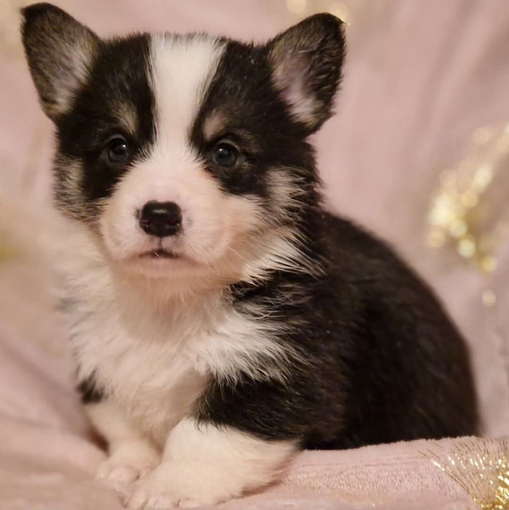 Des Yeux D'Osiris - Chiot disponible  - Welsh Corgi Pembroke