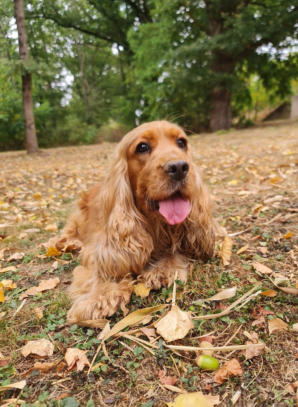 Ulysse des gardiens dores