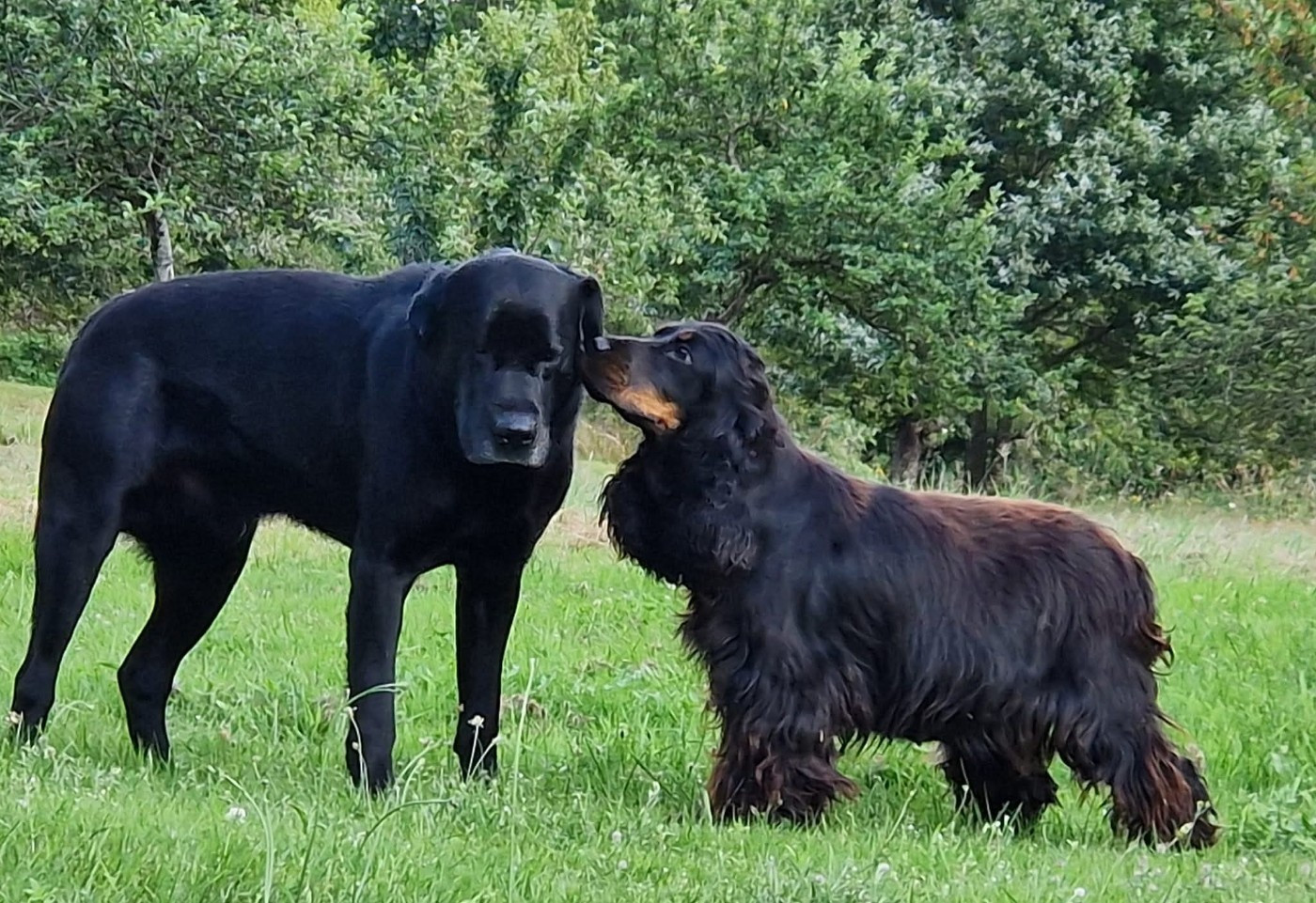 Umania du parfum de vanille