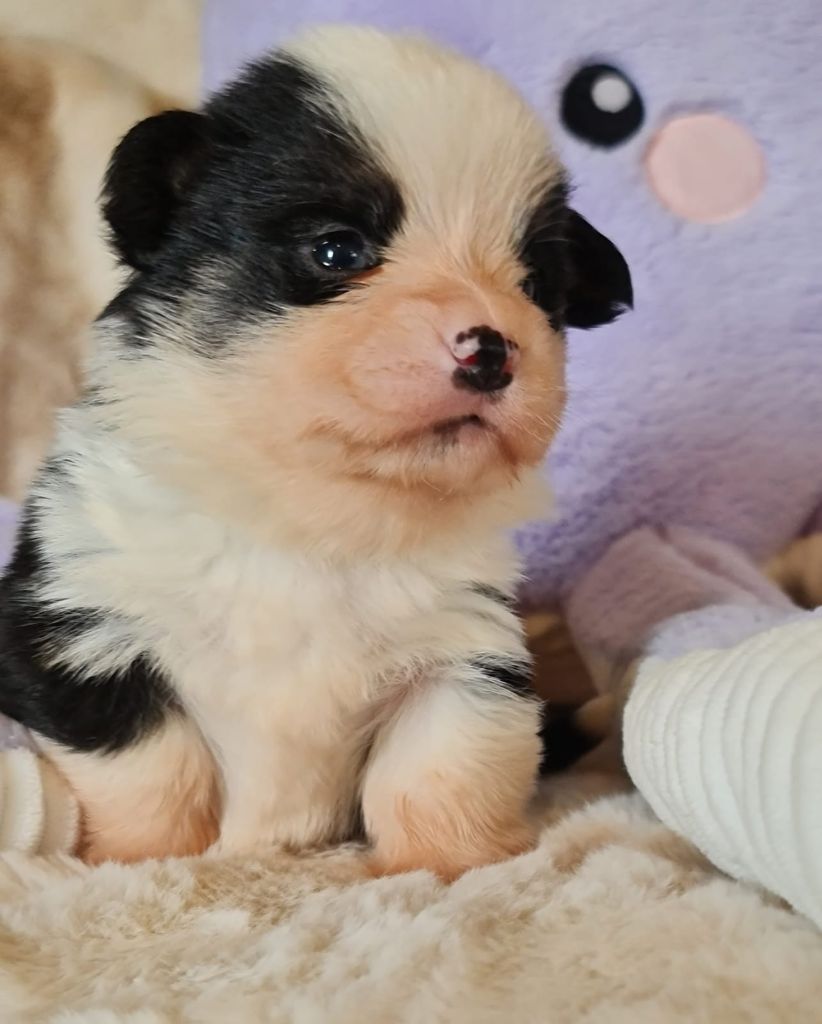 Des Yeux D'Osiris - Chiots disponibles - Welsh Corgi Pembroke