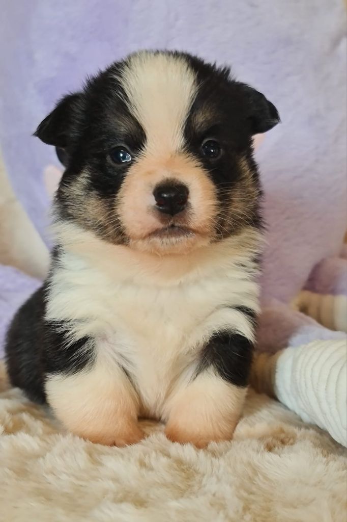 Des Yeux D'Osiris - Chiots disponibles - Welsh Corgi Pembroke