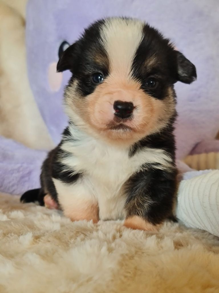 Des Yeux D'Osiris - Chiots disponibles - Welsh Corgi Pembroke