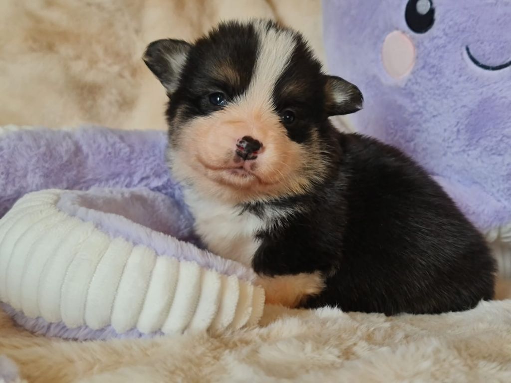 Des Yeux D'Osiris - Chiots disponibles - Welsh Corgi Pembroke